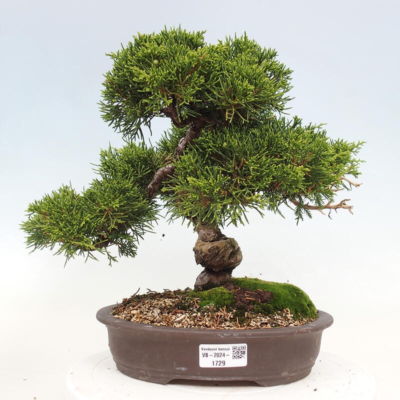 Outdoor bonsai - Juniperus chinensis Itoigawa-Chinese Juniper