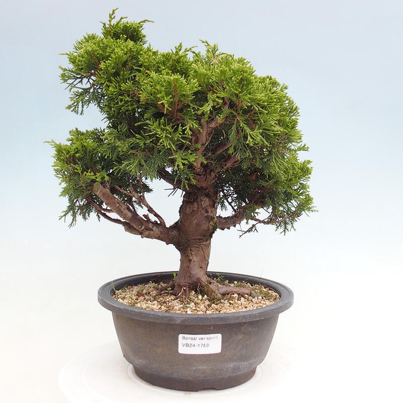 Outdoor bonsai - Juniperus chinensis Itoigawa - Chinese juniper