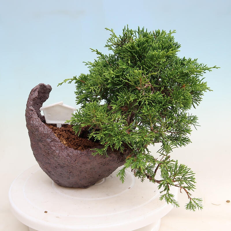 Outdoor bonsai - Juniperus chinensis Itoigawa - Chinese juniper