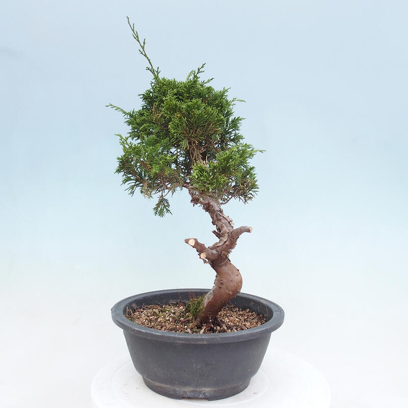 Outdoor bonsai - Juniperus chinensis Itoigawa - Chinese juniper