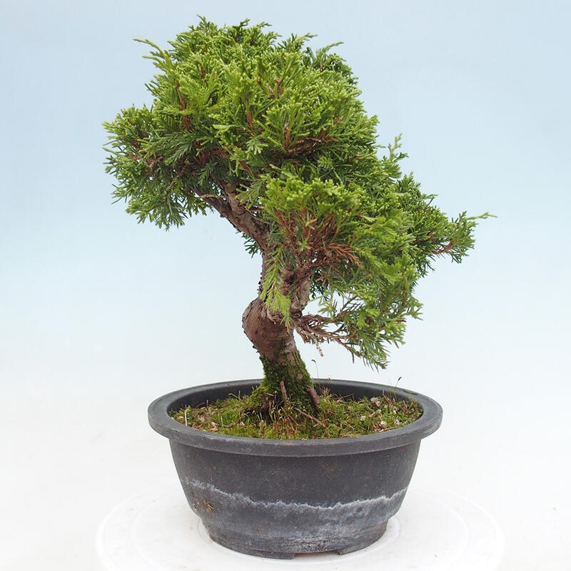 Outdoor bonsai - Juniperus chinensis Itoigawa - Chinese juniper