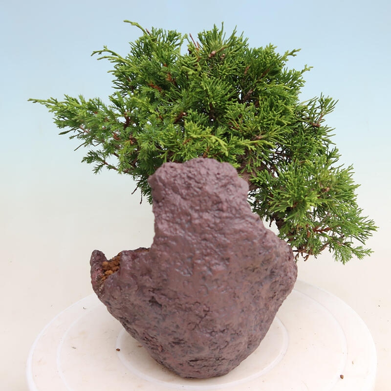 Outdoor bonsai - Juniperus chinensis Itoigawa - Chinese juniper