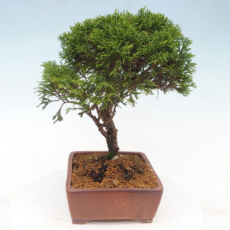 Outdoor bonsai - Juniperus chinensis Itoigawa - Chinese juniper