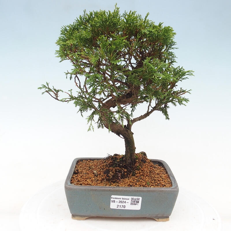 Outdoor bonsai - Juniperus chinensis Itoigawa - Chinese juniper