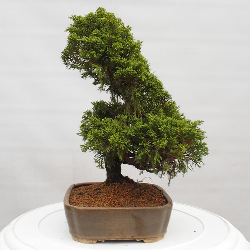 Outdoor bonsai - Juniperus chinensis Itoigawa - Chinese juniper