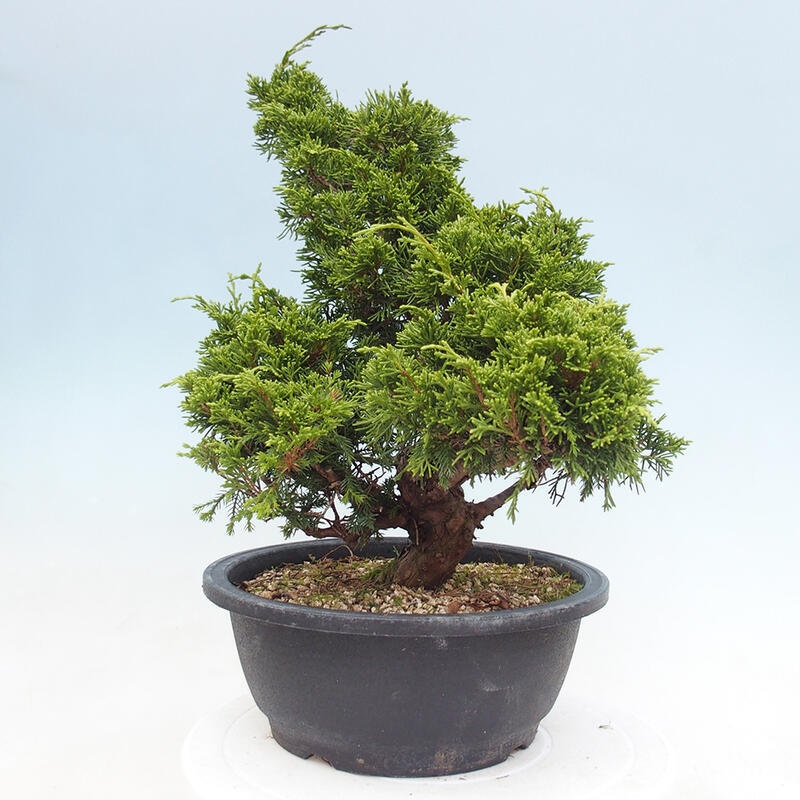 Outdoor bonsai - Juniperus chinensis Itoigawa - Chinese juniper