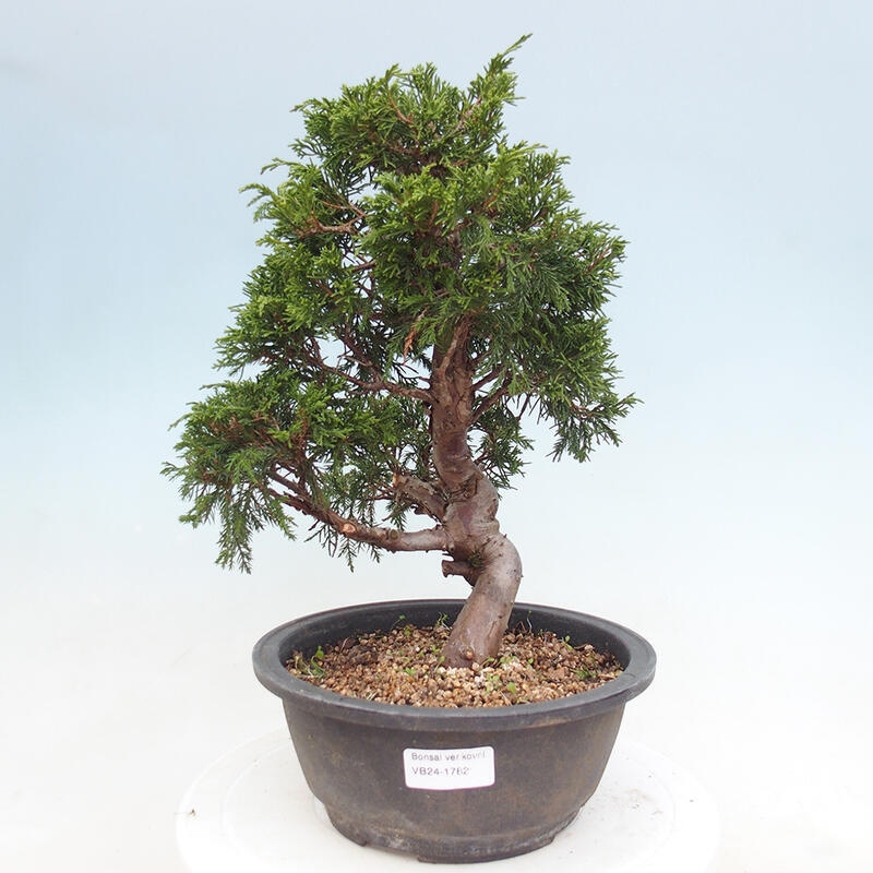 Outdoor bonsai - Juniperus chinensis Itoigawa - Chinese juniper