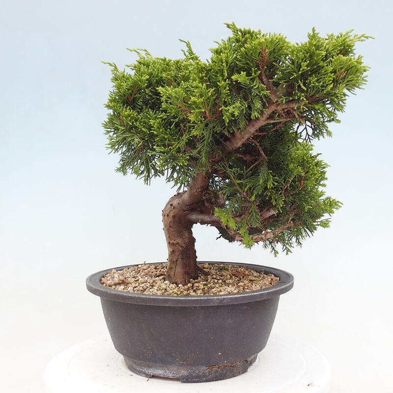 Outdoor bonsai - Juniperus chinensis Itoigawa - Chinese juniper