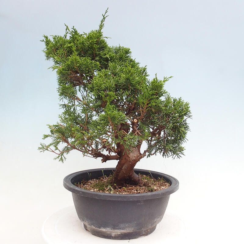 Outdoor bonsai - Juniperus chinensis Itoigawa - Chinese juniper