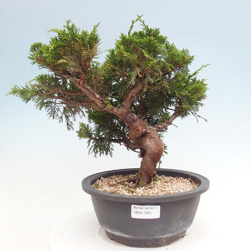 Outdoor bonsai - Juniperus chinensis Itoigawa - Chinese juniper