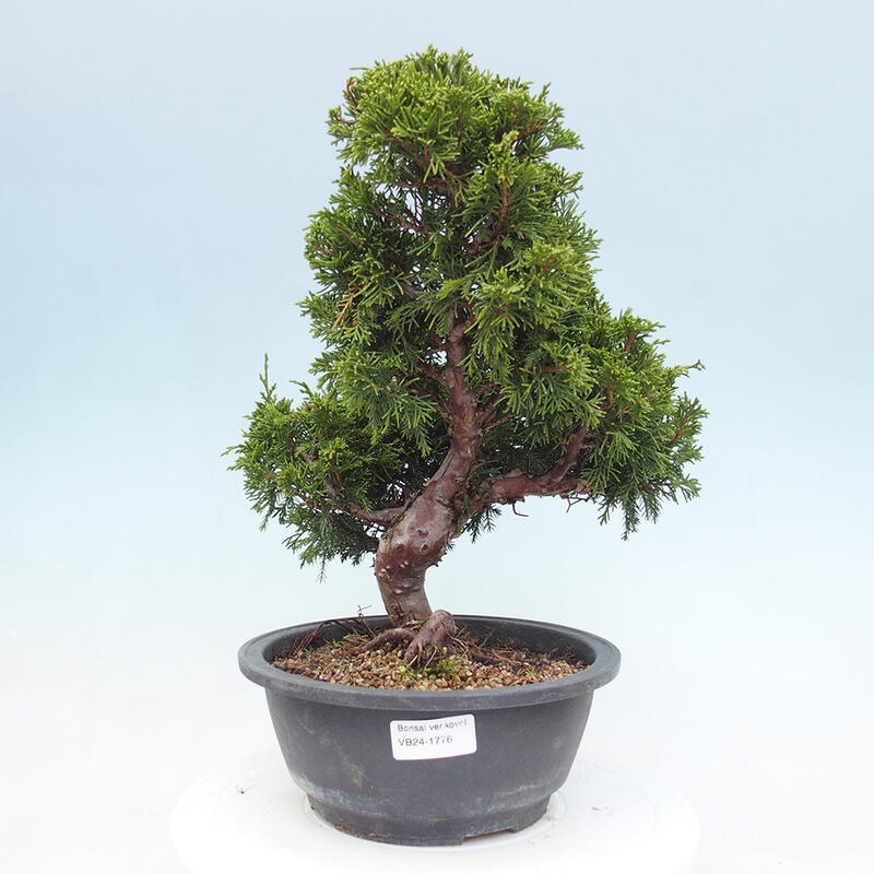 Outdoor bonsai - Juniperus chinensis Itoigawa - Chinese juniper