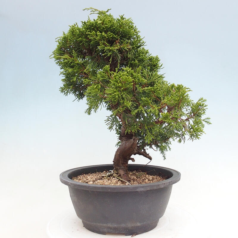 Outdoor bonsai - Juniperus chinensis Itoigawa - Chinese juniper