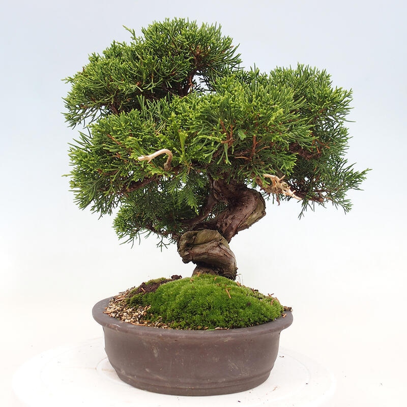 Outdoor bonsai - Juniperus chinensis Itoigawa-Chinese Juniper