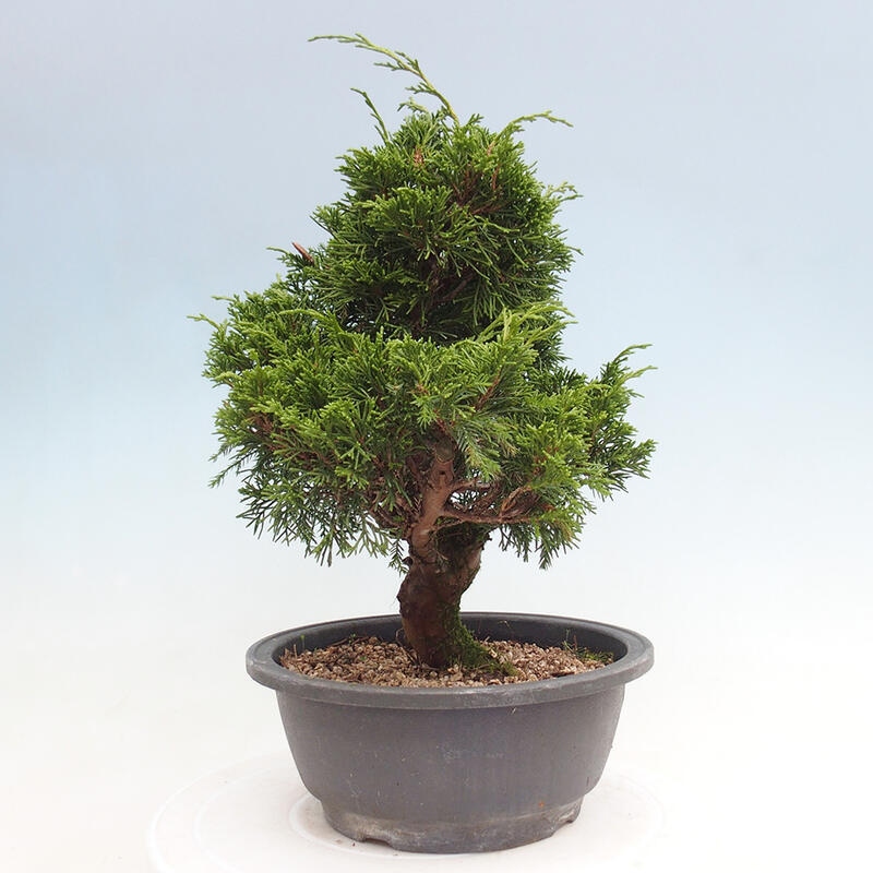 Outdoor bonsai - Juniperus chinensis Itoigawa - Chinese juniper