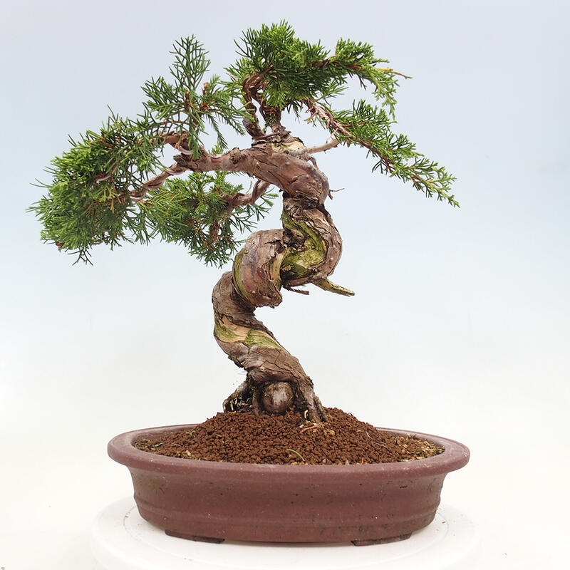 Outdoor bonsai - Juniperus chinensis Itoigawa-Chinese Juniper