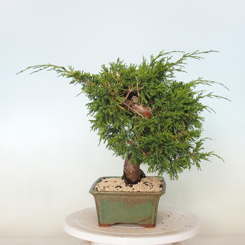 Outdoor bonsai - Juniperus chinensis Itoigawa - Chinese juniper