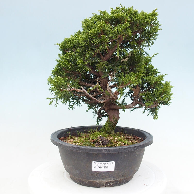 Outdoor bonsai - Juniperus chinensis Itoigawa - Chinese juniper