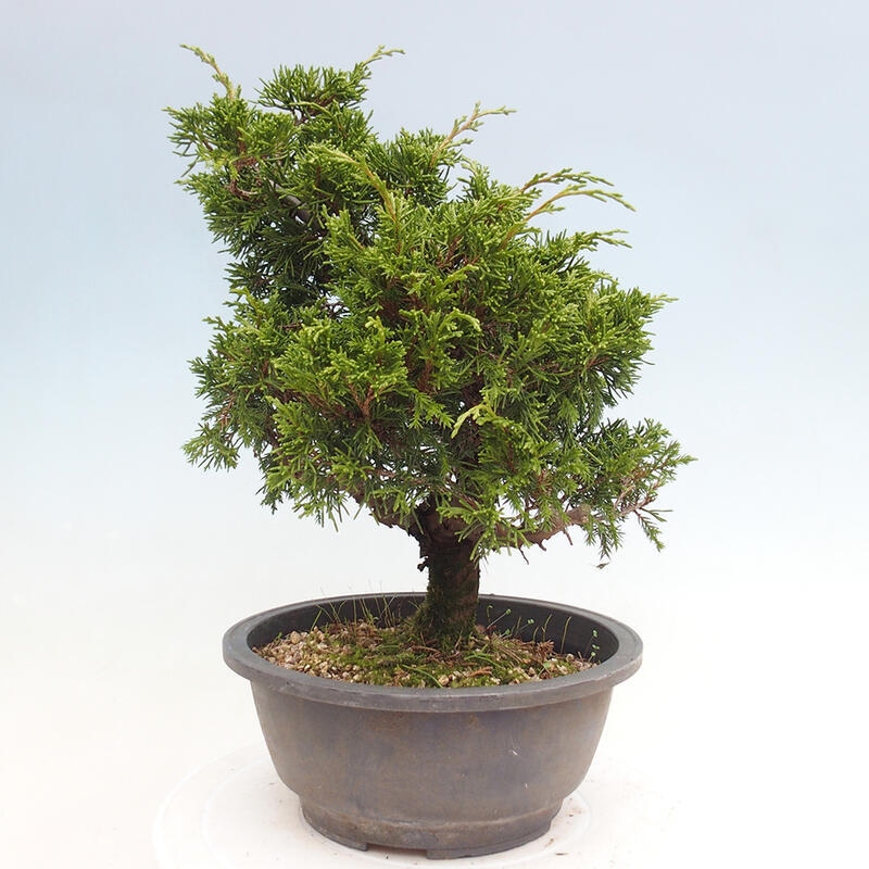 Outdoor bonsai - Juniperus chinensis Itoigawa - Chinese juniper