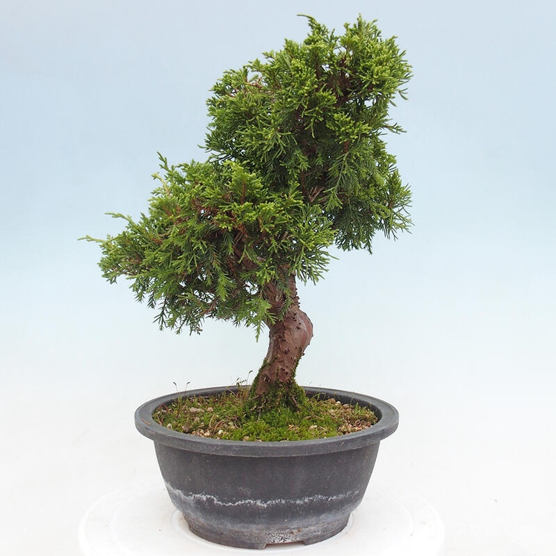 Outdoor bonsai - Juniperus chinensis Itoigawa - Chinese juniper