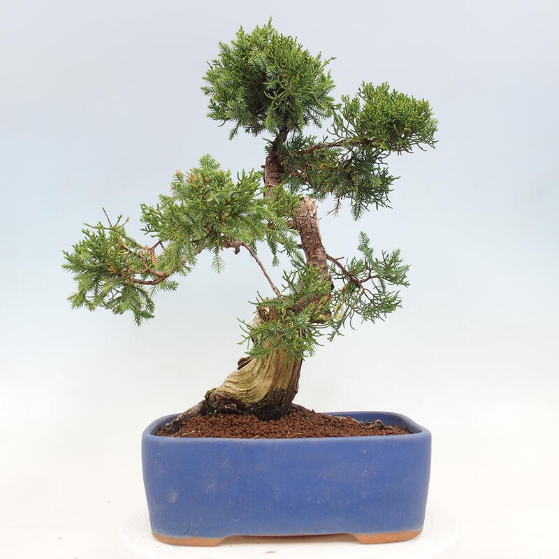 Outdoor bonsai - Juniperus chinensis Itoigawa-Chinese Juniper