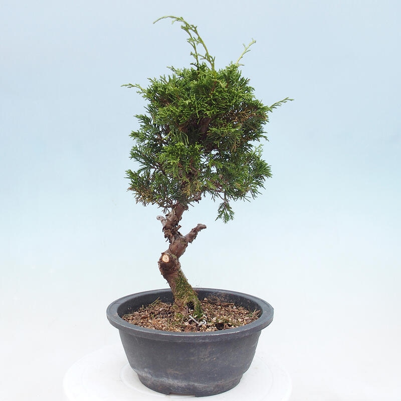 Outdoor bonsai - Juniperus chinensis Itoigawa - Chinese juniper