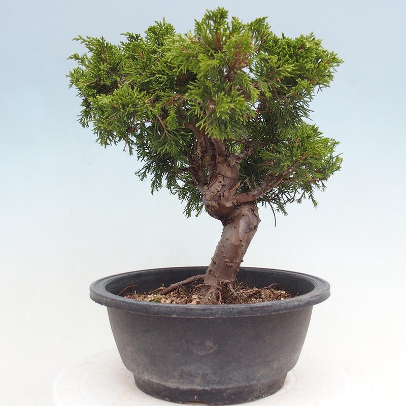 Outdoor bonsai - Juniperus chinensis Itoigawa - Chinese juniper