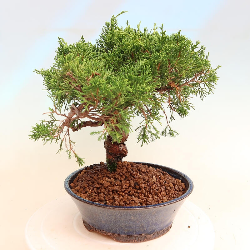 Outdoor bonsai - Juniperus chinensis Itoigawa - Chinese juniper