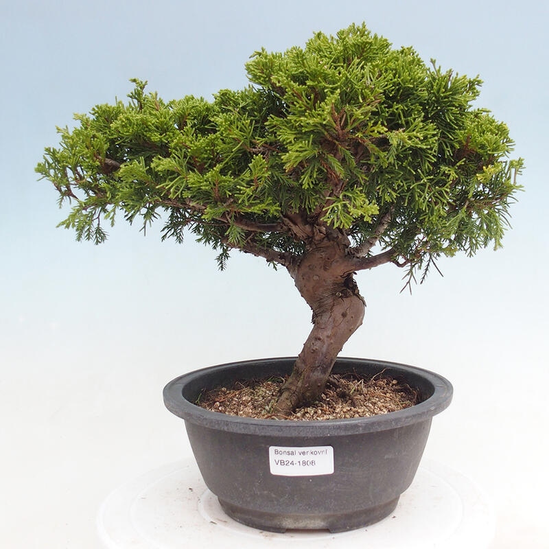 Outdoor bonsai - Juniperus chinensis Itoigawa - Chinese juniper