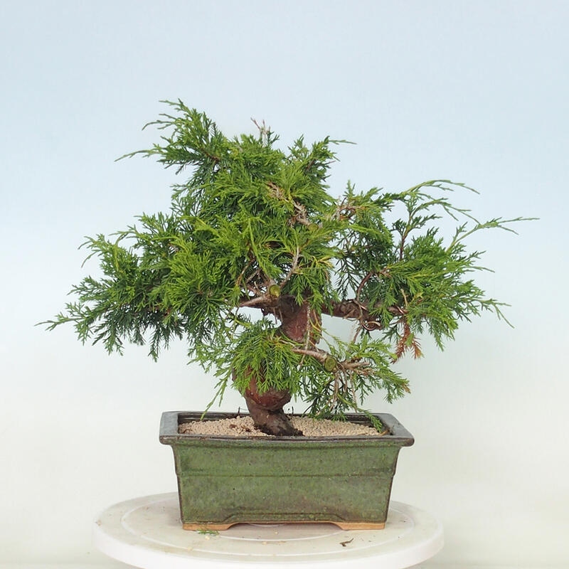 Outdoor bonsai - Juniperus chinensis Itoigawa - Chinese juniper