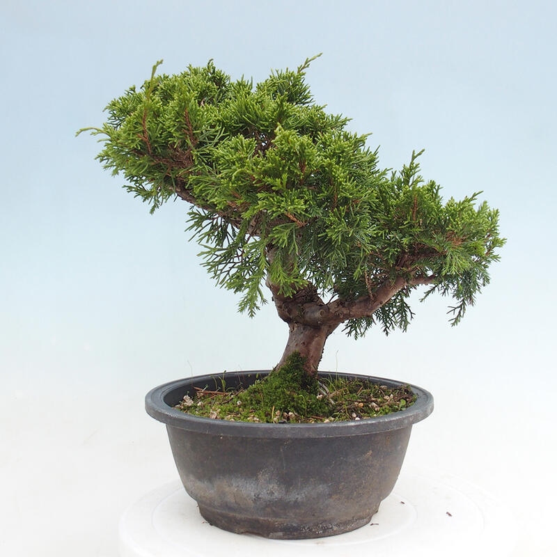 Outdoor bonsai - Juniperus chinensis Itoigawa - Chinese juniper