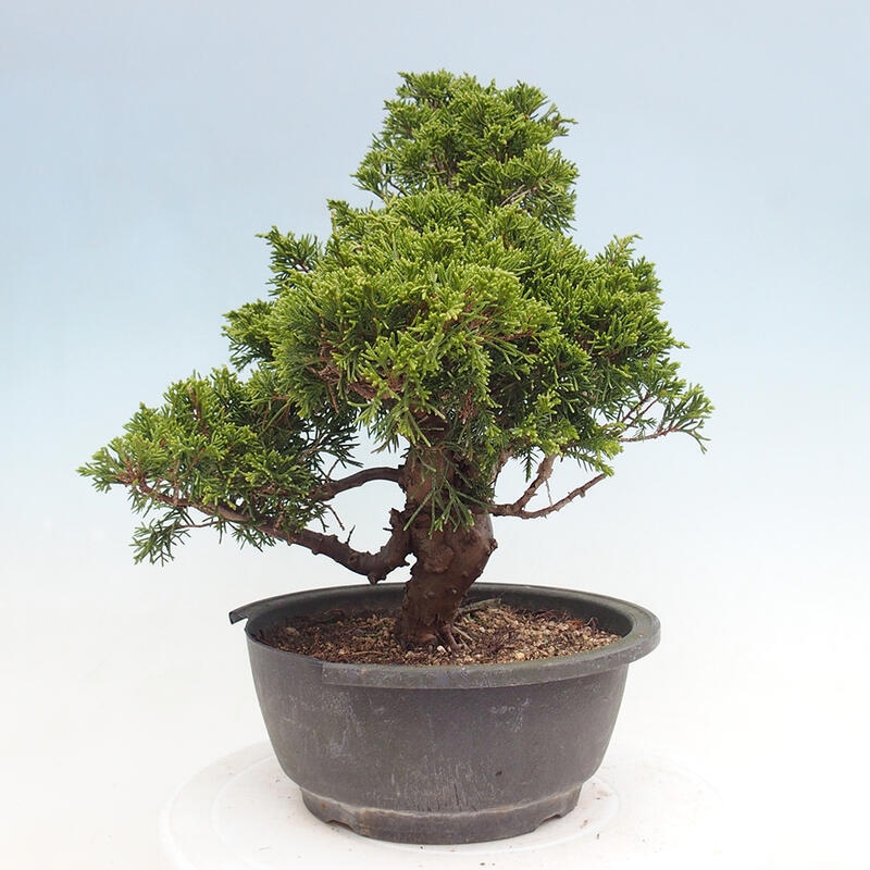 Outdoor bonsai - Juniperus chinensis Itoigawa - Chinese juniper