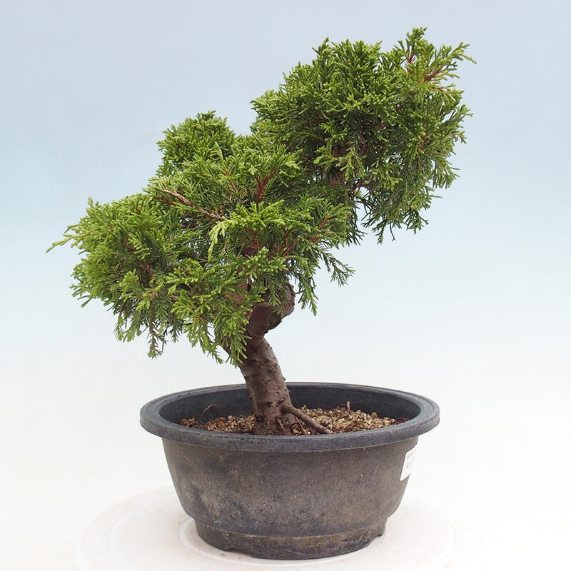 Outdoor bonsai - Juniperus chinensis Itoigawa - Chinese juniper