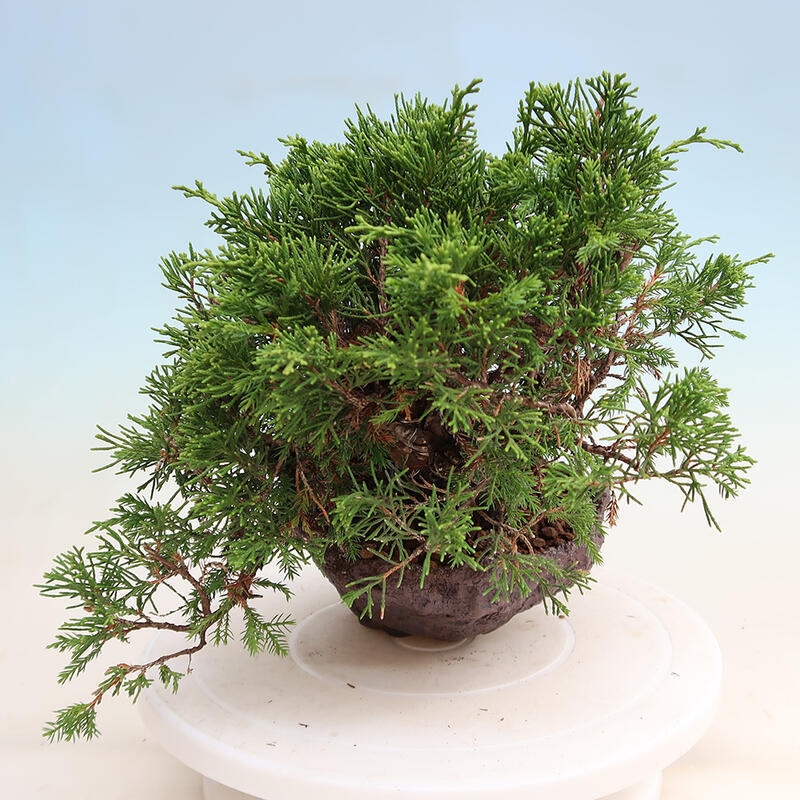 Outdoor bonsai - Juniperus chinensis Itoigawa - Chinese juniper