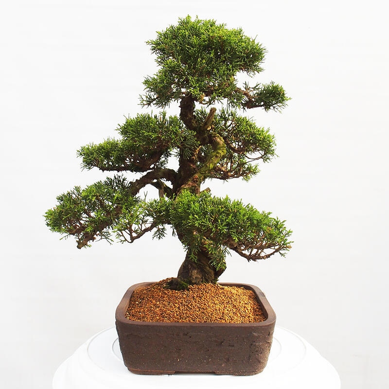 Outdoor bonsai - Juniperus chinensis Itoigawa - Chinese juniper