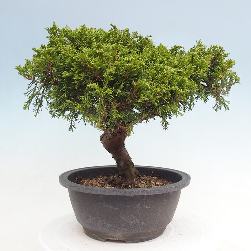 Outdoor bonsai - Juniperus chinensis Itoigawa - Chinese juniper