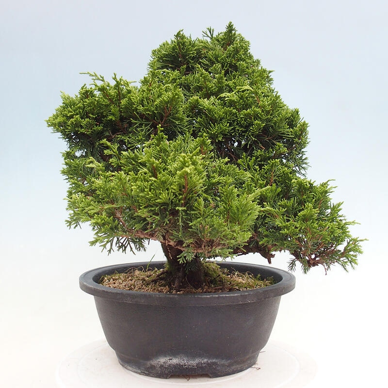 Outdoor bonsai - Juniperus chinensis Itoigawa - Chinese juniper