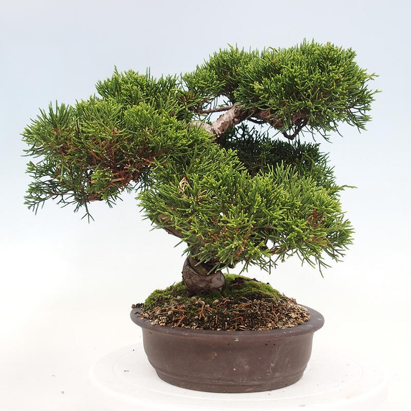 Outdoor bonsai - Juniperus chinensis Itoigawa-Chinese Juniper