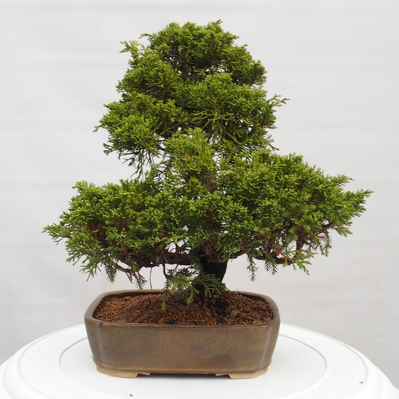 Outdoor bonsai - Juniperus chinensis Itoigawa - Chinese juniper