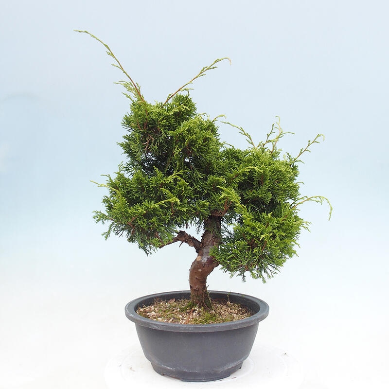 Outdoor bonsai - Juniperus chinensis Itoigawa - Chinese juniper