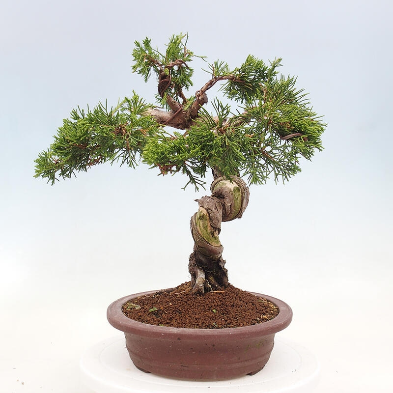 Outdoor bonsai - Juniperus chinensis Itoigawa-Chinese Juniper