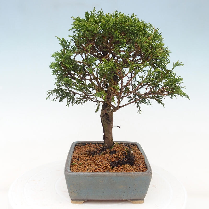 Outdoor bonsai - Juniperus chinensis Itoigawa - Chinese juniper