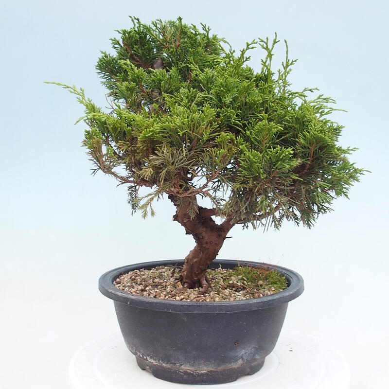 Outdoor bonsai - Juniperus chinensis Itoigawa - Chinese juniper