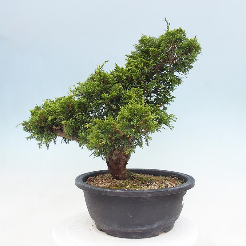 Outdoor bonsai - Juniperus chinensis Itoigawa - Chinese juniper