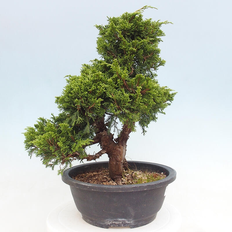 Outdoor bonsai - Juniperus chinensis Itoigawa - Chinese juniper