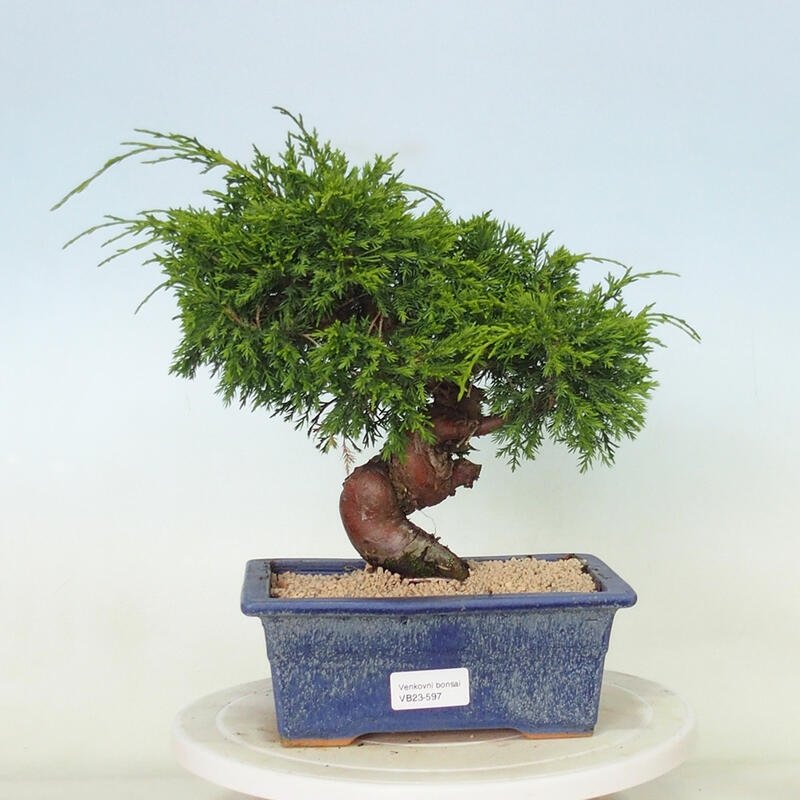 Outdoor bonsai - Juniperus chinensis Itoigawa - Chinese juniper