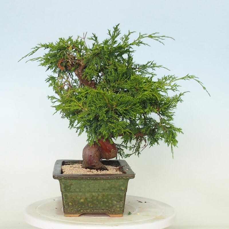 Outdoor bonsai - Juniperus chinensis Itoigawa - Chinese juniper