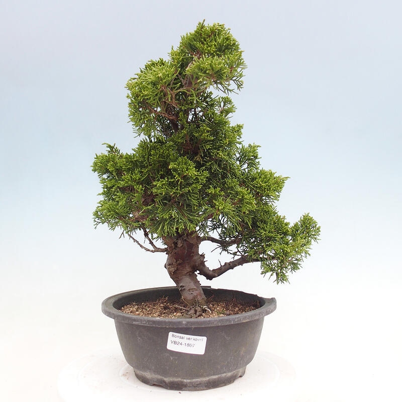 Outdoor bonsai - Juniperus chinensis Itoigawa - Chinese juniper