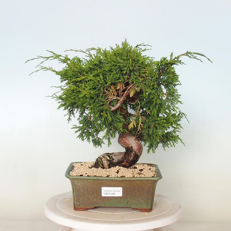 Outdoor bonsai - Juniperus chinensis Itoigawa - Chinese juniper