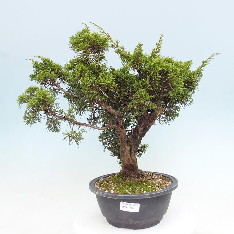 Outdoor bonsai - Juniperus chinensis Itoigawa - Chinese juniper