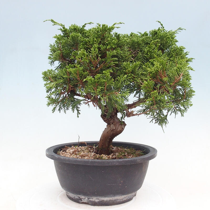 Outdoor bonsai - Juniperus chinensis Itoigawa - Chinese juniper